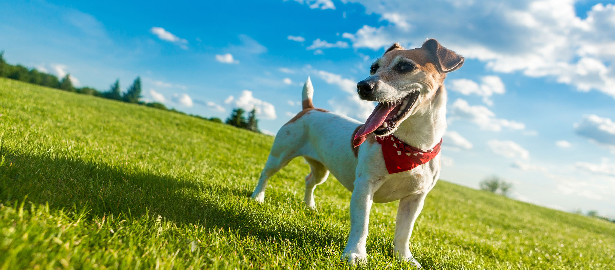 Introduction to Odor Palo Alto Dog Traning